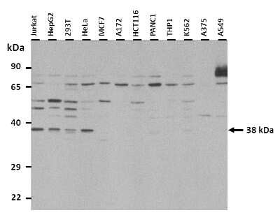 Western Blot: c-Maf Antibody [NBP3-10481] - 25 ug of the indicated Human whole cell extracts was loaded onto a 12% SDS-PAGE gel. 0.3 ug/mL of the antibody was used in this experiment. The protein may be modified by glycosylation.